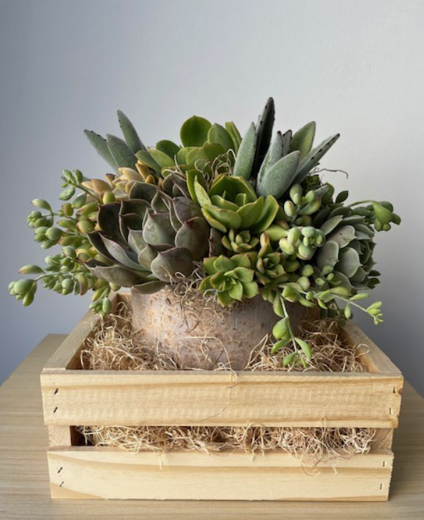 Terra Cotta Succulents
