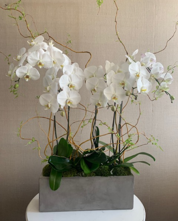 Orchid Plants