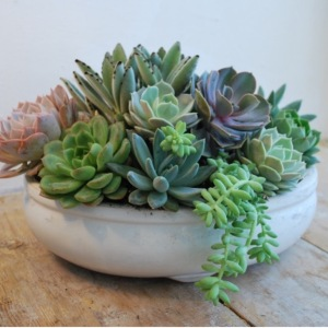 Succulent In The Round